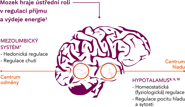 mozek hraje ústřední roli v regulaci příjmu a výdeje energie